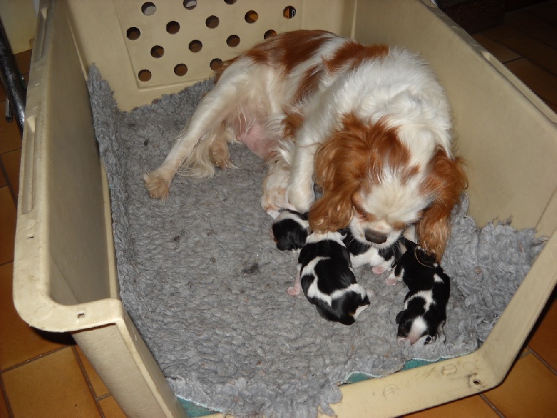 De l'Isle Rare - Cavalier King Charles Spaniel - Portée née le 21/03/2012