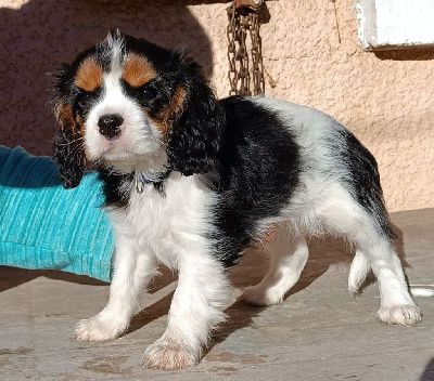 De l'Isle Rare - Cavalier King Charles Spaniel - Portée née le 24/10/2024