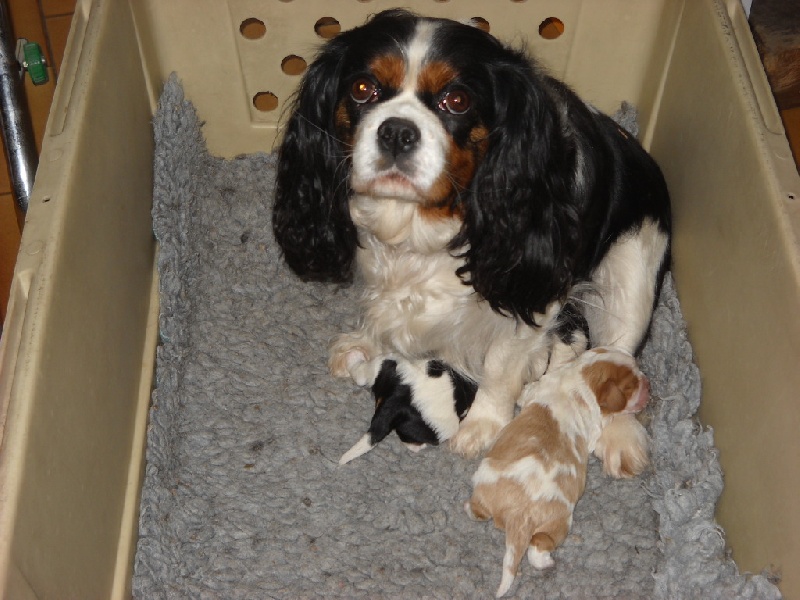 De l'Isle Rare - Cavalier King Charles Spaniel - Portée née le 18/03/2012