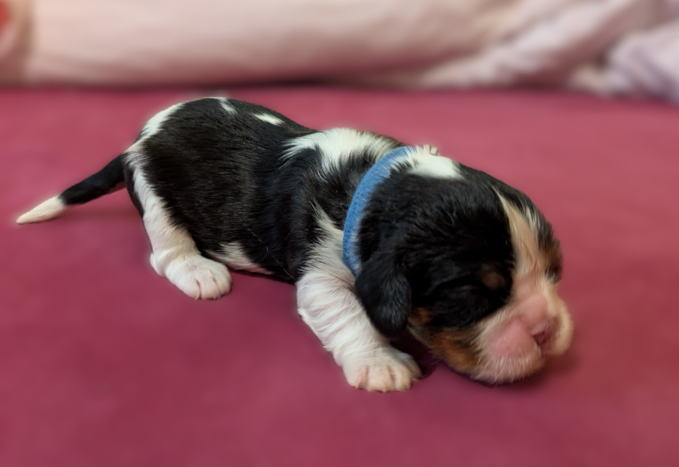 De l'Isle Rare - Chiots disponibles - Cavalier King Charles Spaniel