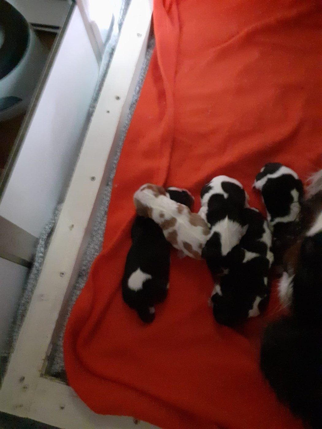 Chiot Cavalier King Charles Spaniel De l'Isle Rare