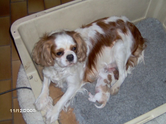De l'Isle Rare - Cavalier King Charles Spaniel - Portée née le 08/11/2008
