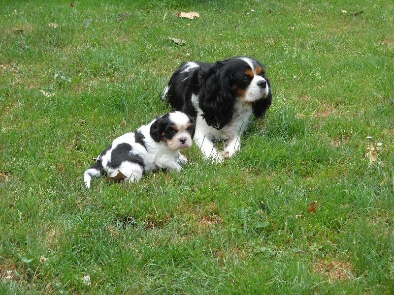 De l'Isle Rare - Cavalier King Charles Spaniel - Portée née le 15/06/2010