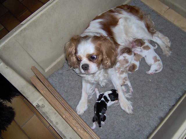 De l'Isle Rare - Cavalier King Charles Spaniel - Portée née le 25/06/2009