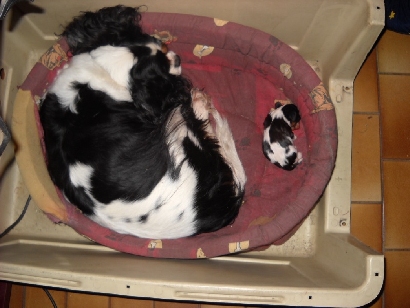 De l'Isle Rare - Cavalier King Charles Spaniel - Portée née le 30/10/2009