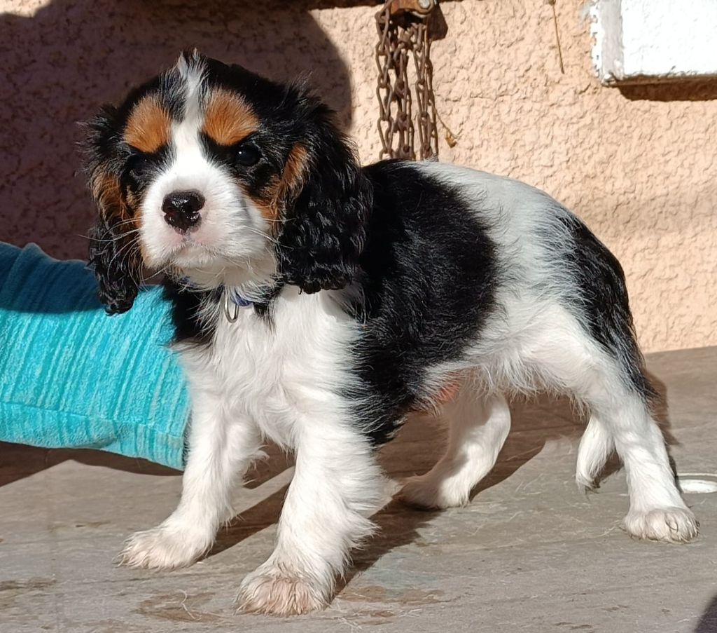 De l'Isle Rare - Cavalier King Charles Spaniel - Portée née le 24/10/2024